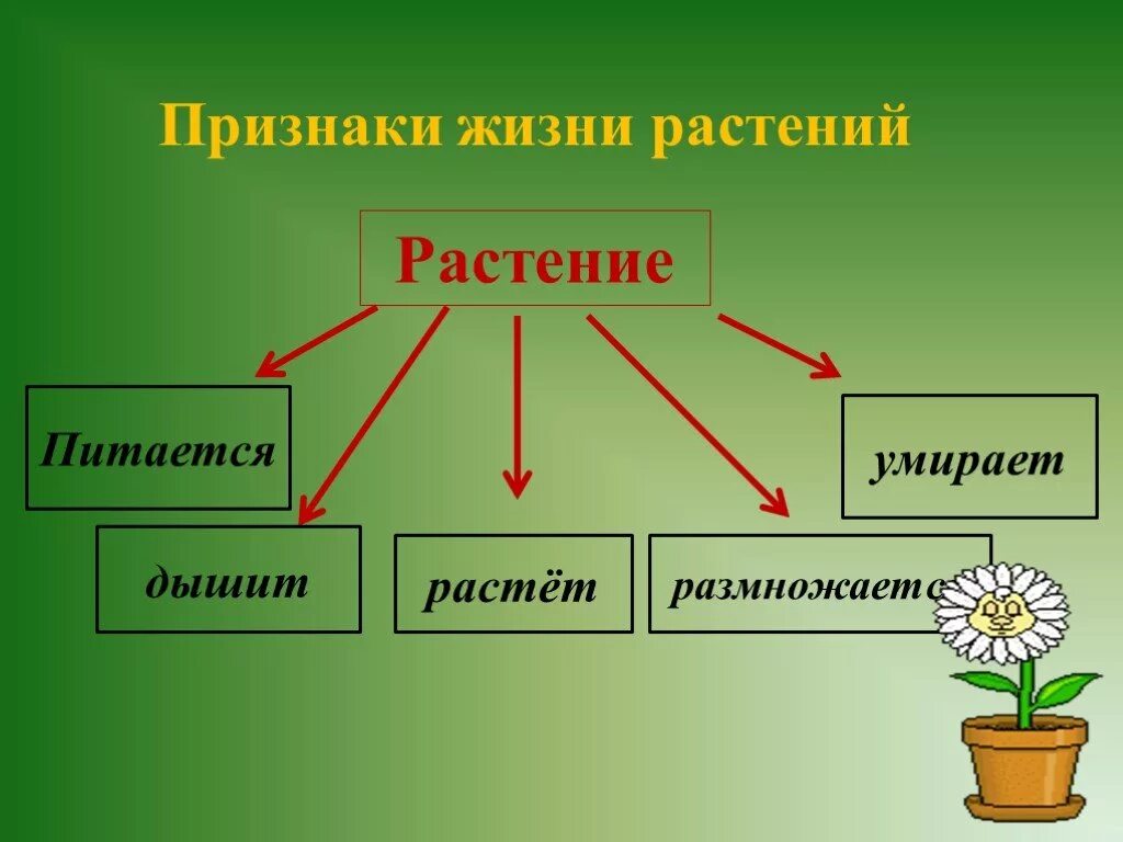 Признаки жизни растений. Растения дышат питаются растут. Растение живой организм. Признаки жизни растений питается. 5 основных признаков растений