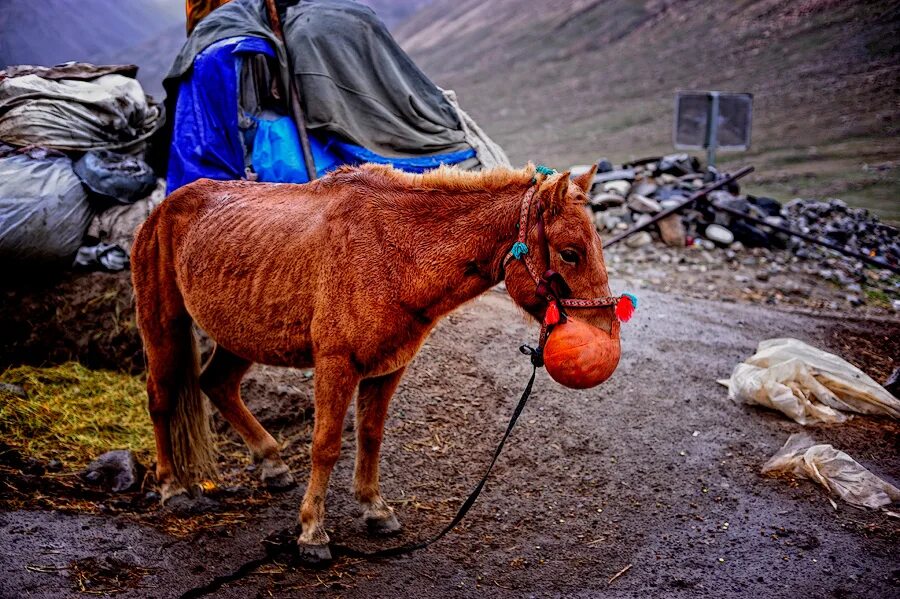 табун лошадей диких лошадей. лошадь тибет. лошадь тибет. красивые лошади. вид диких лошадей тибета.