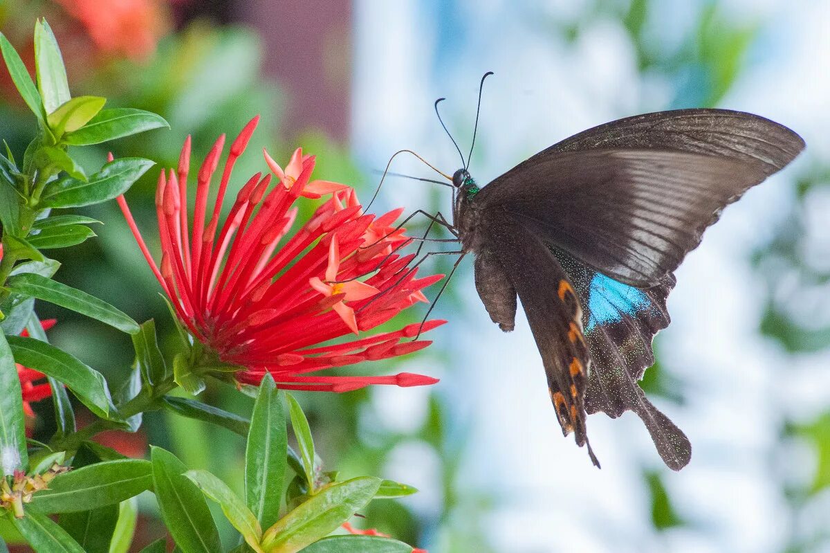 долина бабочек турция олюдениз. пляж долина бабочек олюдениз. долина бабочек родос. долина бабочек (долина петалудес). петалудес долина бабочек.