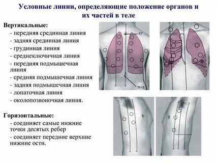 Срединная линия грудины