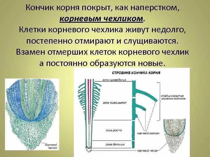 Каково значение корневого чехлика 6 класс. Каково значение корневого чехлика 6 класс