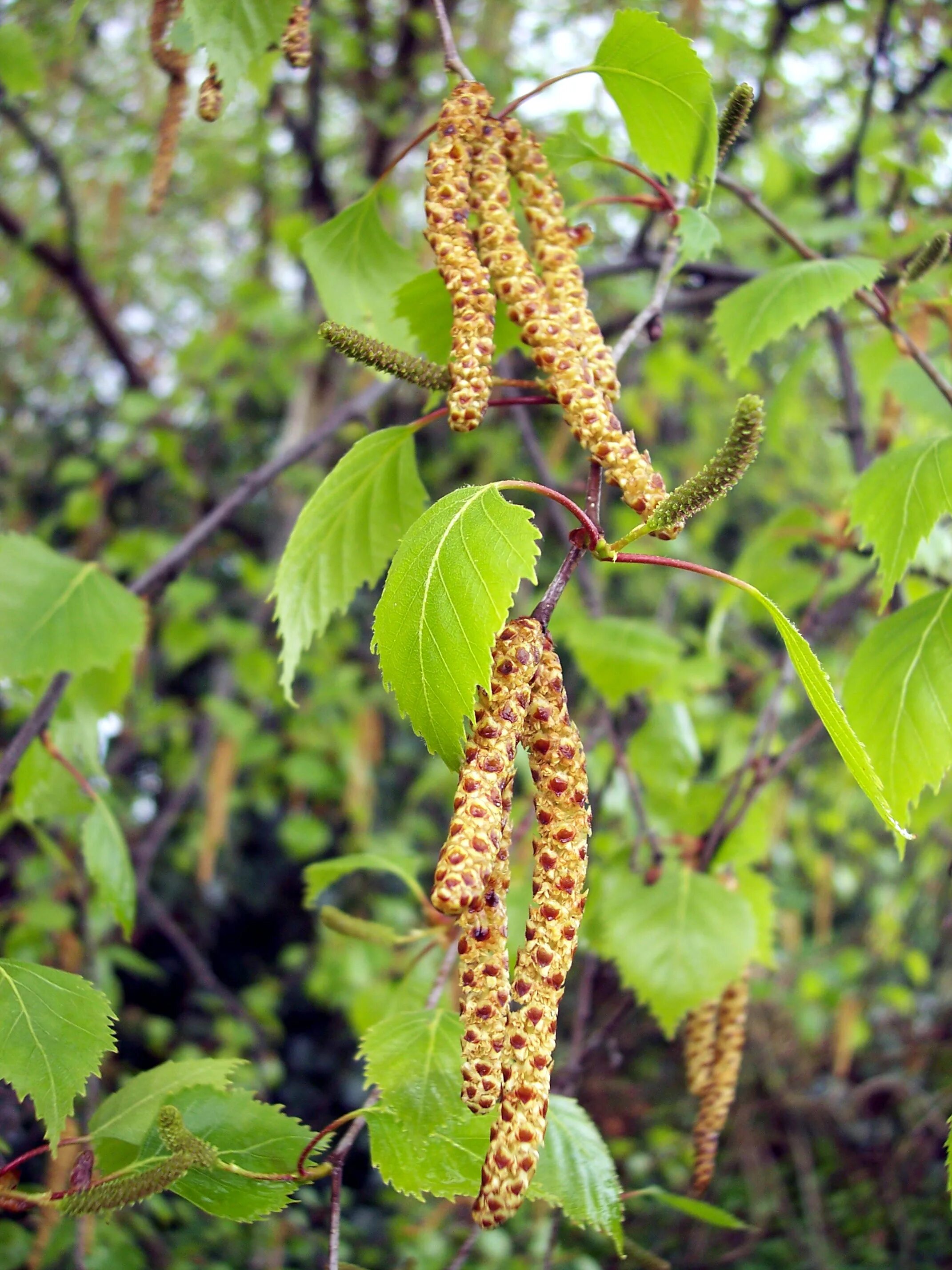 береза повислая betula pendula. береза повислая (betula pendula roth. Betula turkestanica. бреза. Betula verrucosa youngii.