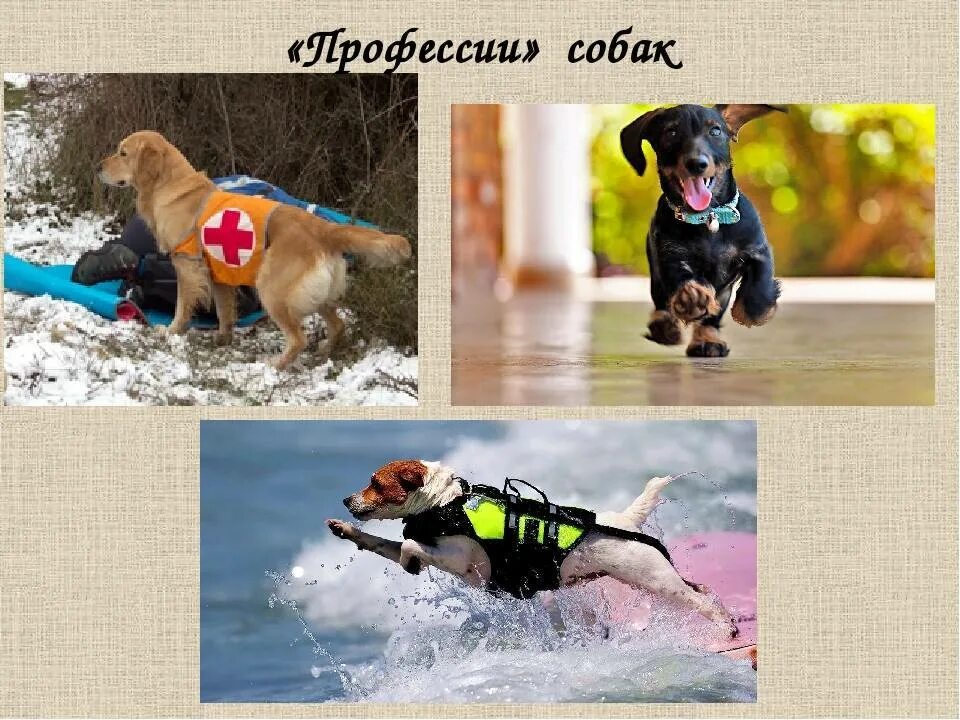 Как собаки служат человеку назови несколько. Профессии собак. собаки спасатели. собаки разных профессий. породы собак профессии.