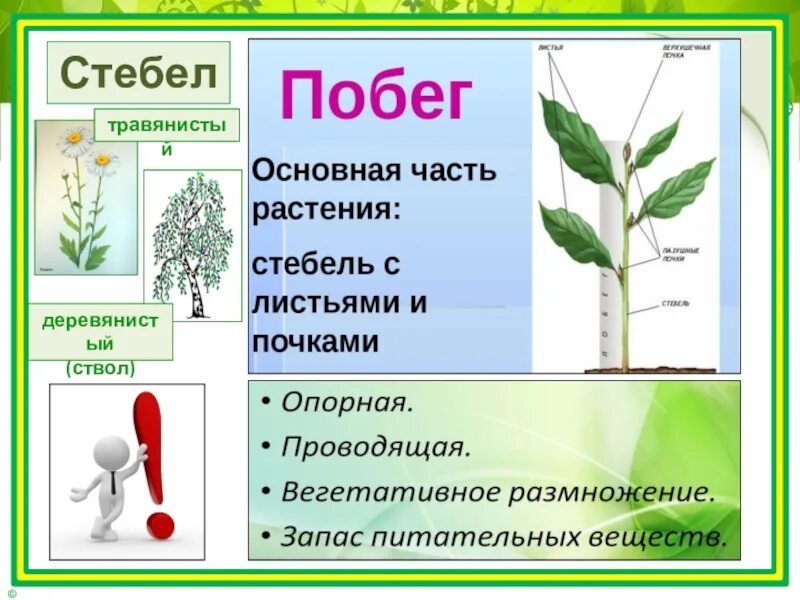 Почему растения живые организмы. Растение живой организм. Презентация растения 3 класс. Растения живой организм 3 класс. Растения 3 класс окружающий мир презентация.