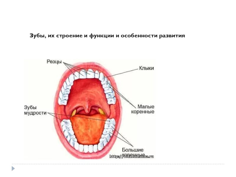 Зубы резцы клыки коренные функции. Строение зубов резцы клыки. Строение зубной полости. Строение зубов человека и их функции.