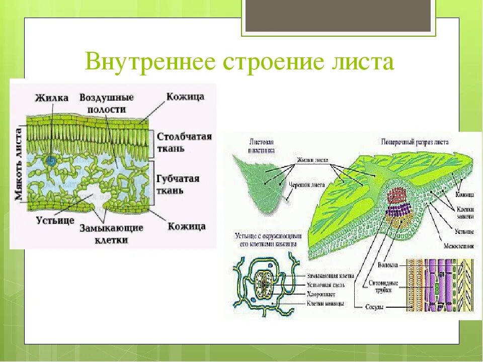 Биология 6 класс функция листьев. Из каких частей состоит лист биология 6 класс. Строение жилок листа биология 6 класс. Строение жилок листа 6 класс. Внутреннее строение листа 6 класс биология.