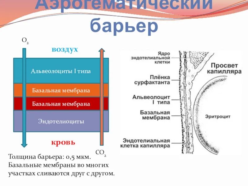 Базальные мембраны аэрогематического барьера. Строение аэрогематического барьера. Структуры аэрогематического барьера физиология. Аэрогематический барьер гистология Электронограмма. Базальная мембрана функции