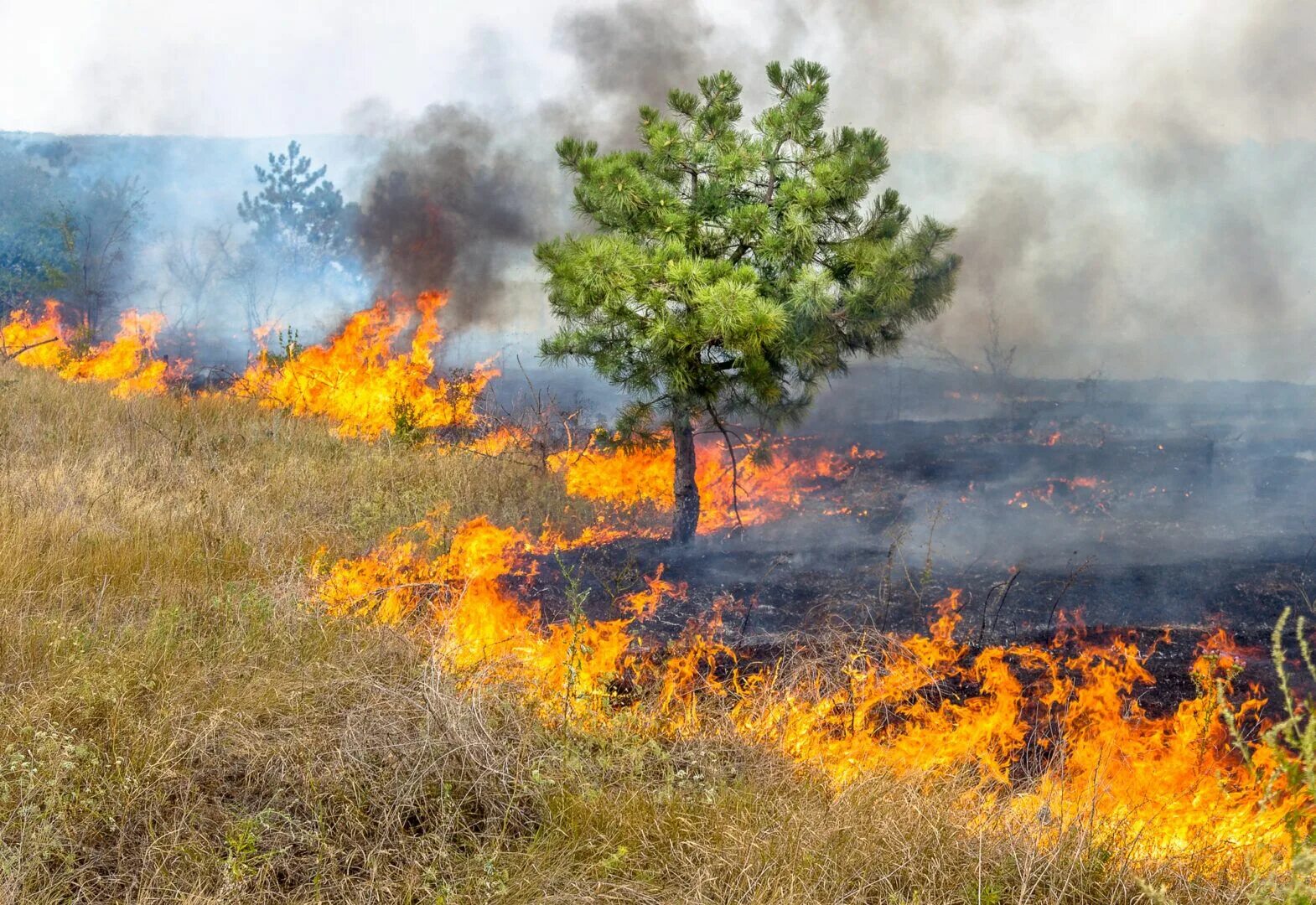 Лесные пожары. Лесные и степные пожары. Пожар на природе. Пожары в природных экосистемах.