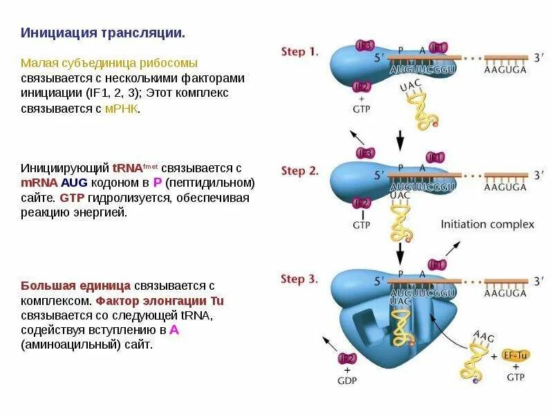 Инициация у прокариот. Малая субъединица рибосомы функции. Процесс трансляции на рибосоме. Инициация трансляции рибосома. Факторы инициации трансляции у прокариот.