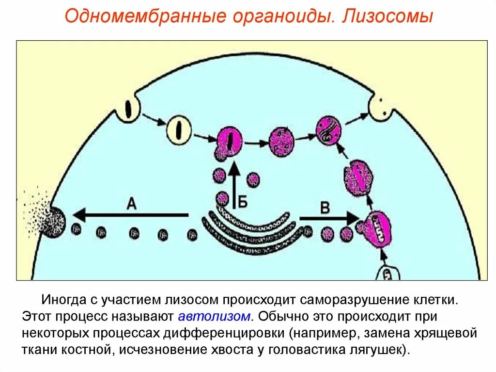 Какой процесс происходит в лизосоме