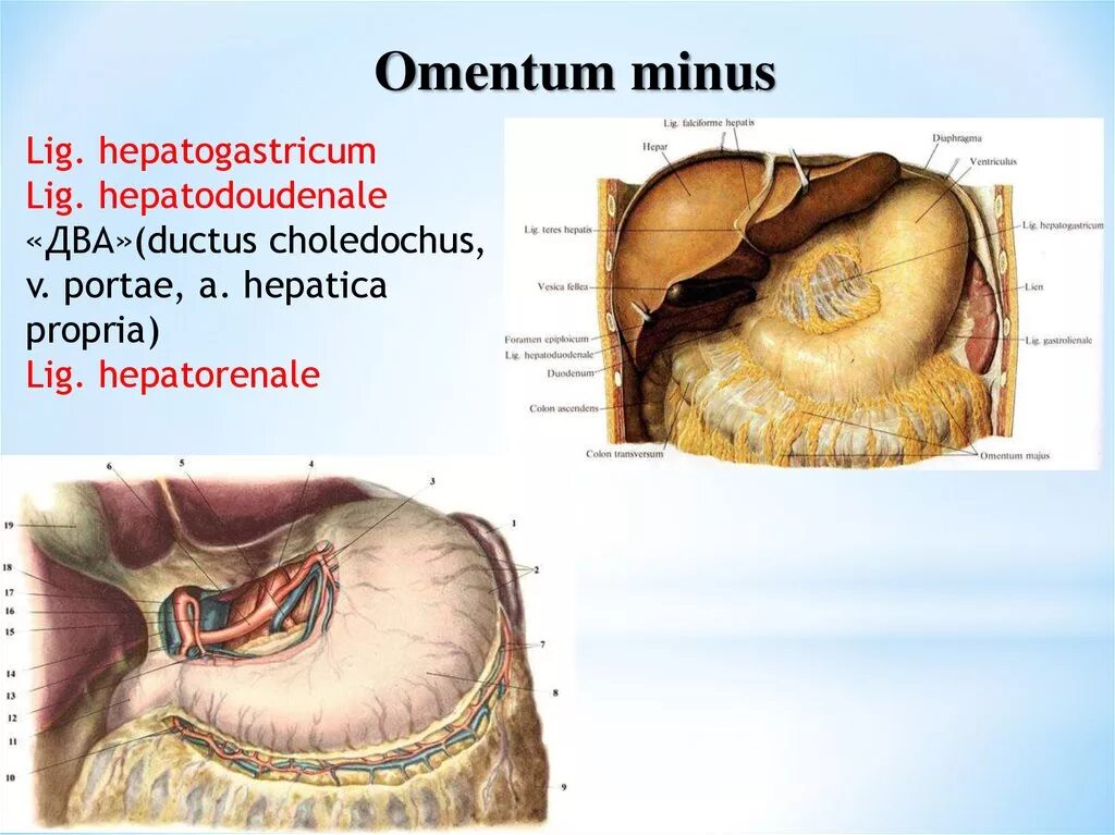 Винслово отверстие. Брюшина omentum Minus.