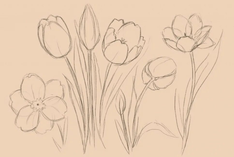 Тюльпан поэтапно карандашом для начинающих. Цветы карандашом. Тюльпаны рисунок. Тюльпаны рисунок карандашом. Рисунки карадашомцветы.