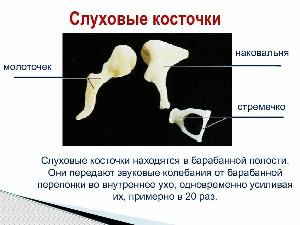 Самая маленькая кость у человека где находится. Строение молоточка наковальни и стремечка. Орган слуха косточки уха стремечко наковальня. Строение органа слуха косточки наковальня, стремечко. Строение слуховых косточек анатомия.