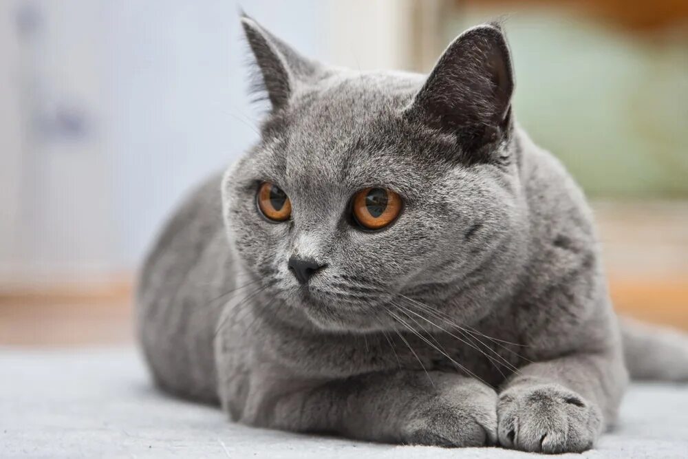 Породы кошек серая британская. Британец кошка. Британский короткошерстный кот. Британская кошка короткошерстная серая. Голубой британец кот.