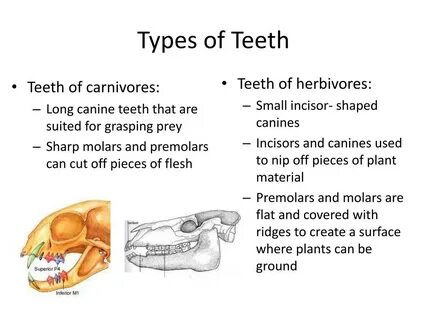 Floors have teeth
