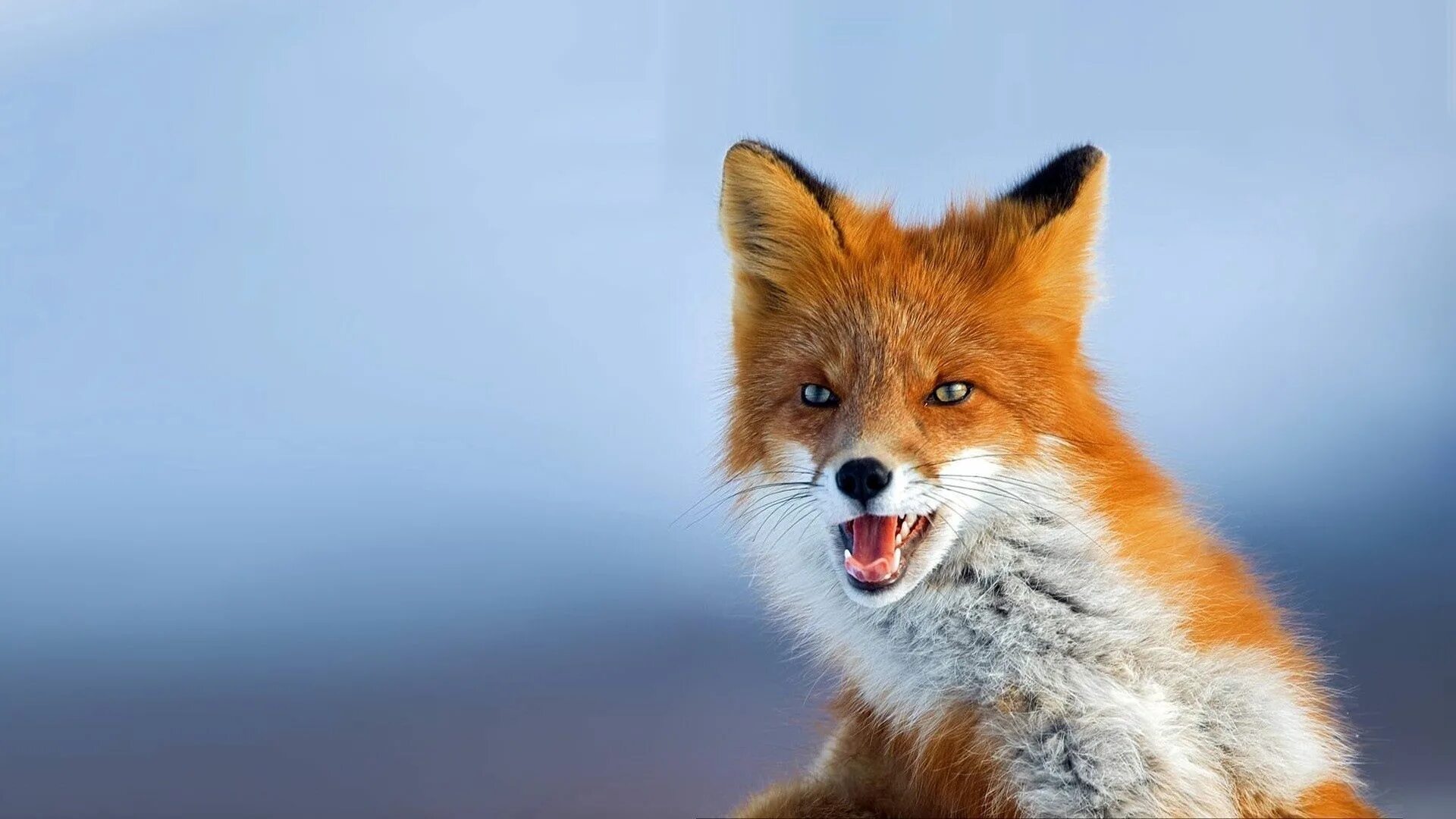 Лиса. Фото лисы. Рыжая лисица. Картинки на рабочий стол лиса. Top fox