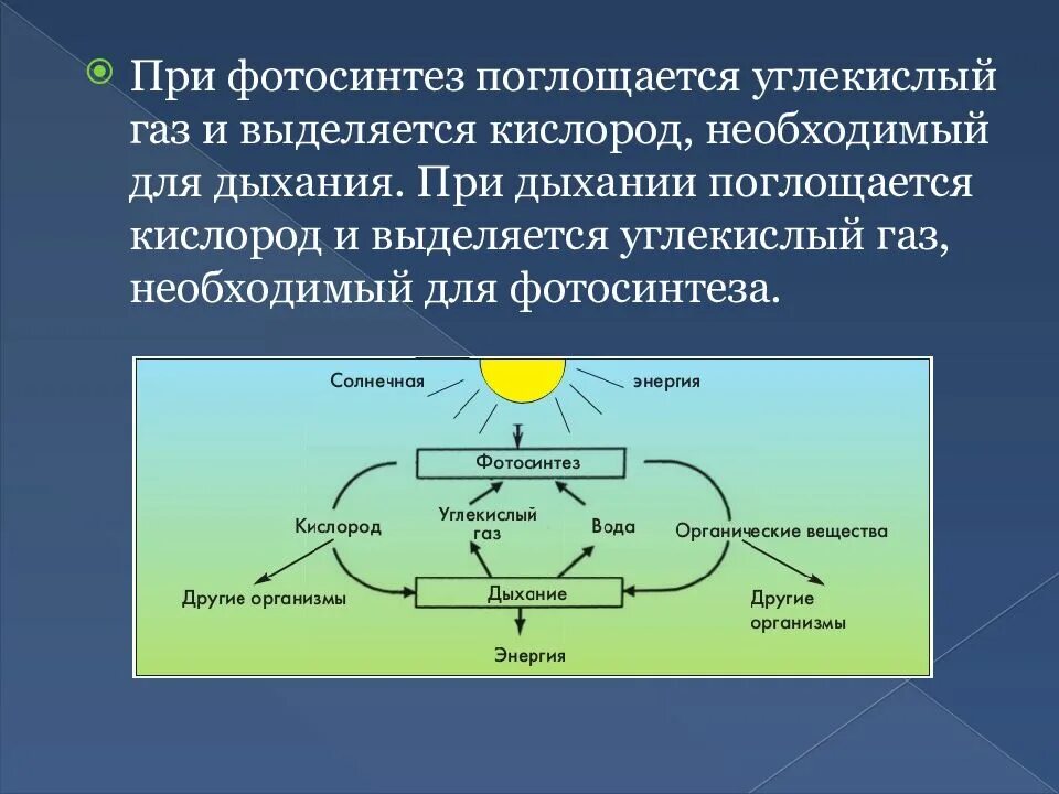 Дыхание происходит во всех живых клетках. Что поглощается фотосинтез. Фотосинтез выделение углекислого газа. Процессы дыхания и фотосинтеза. Фотосинтез и дыхание.