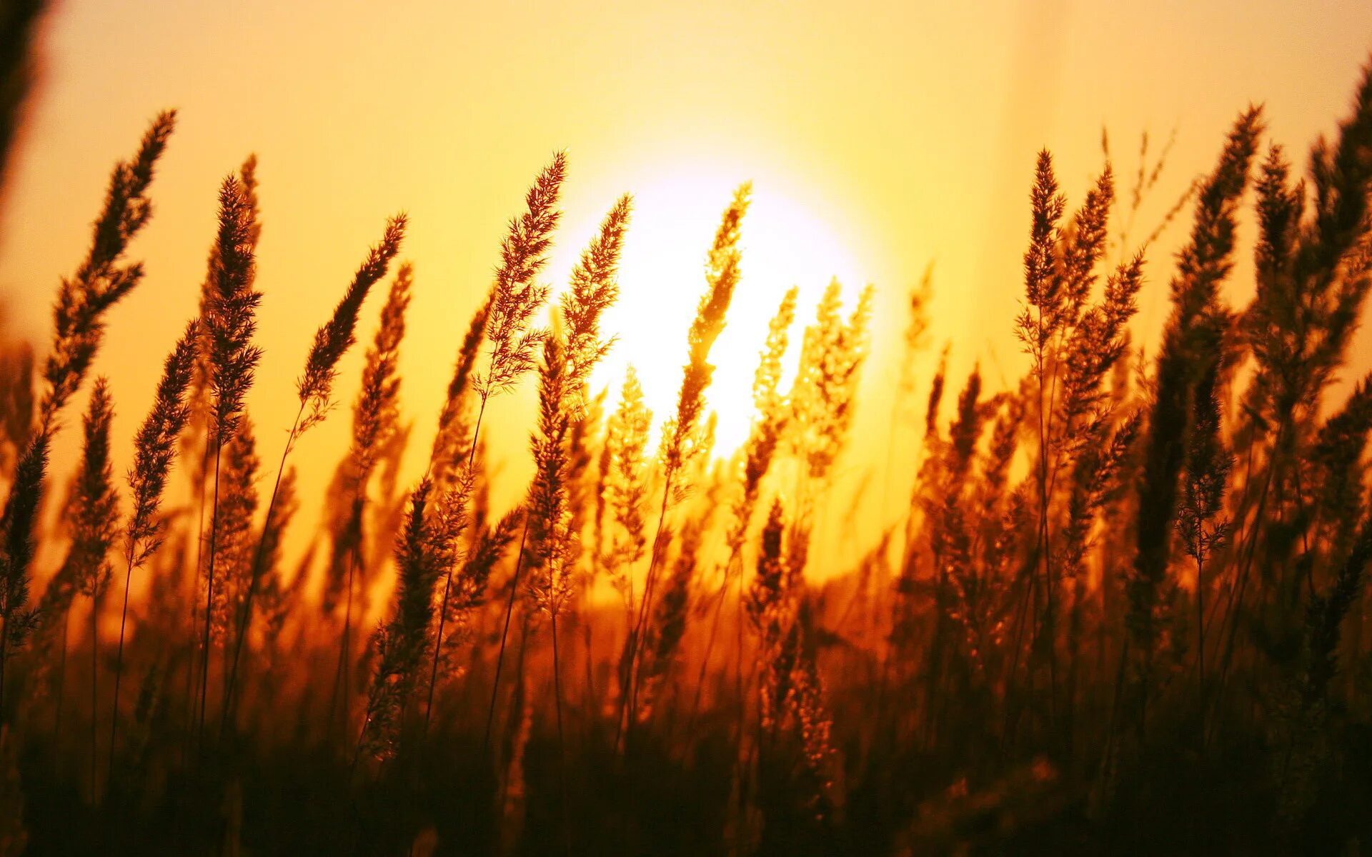 Колосья пшеницы на закате. Колоски поле рассвет. Пшеница на фоне заката. Природа солнце.