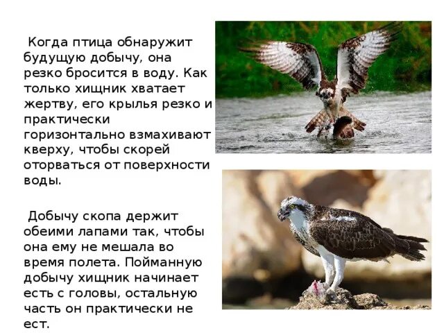 Скопа птица. Птица символ Армении. Скопа птица что символизирует. Скопа птица обнаружит как должного хищника. Слова птица 12