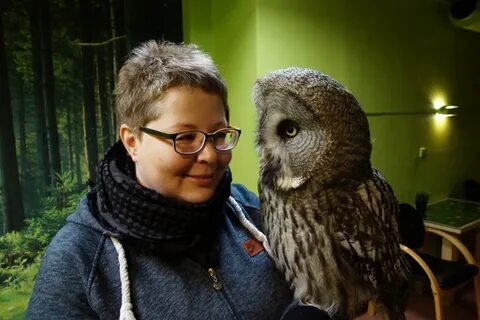 Сова кп