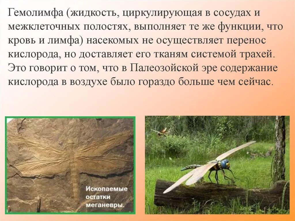 Функции гемолимфы