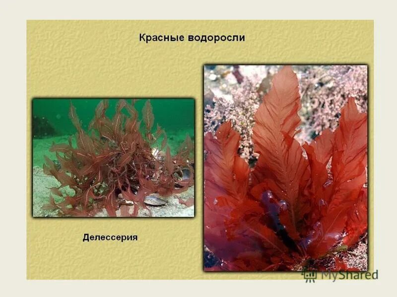 Красные водоросли фикоэритрин. Хлорофилл красных водорослей. Багрянки Ульва. Отдел красные водоросли (багрянки) делессерия.