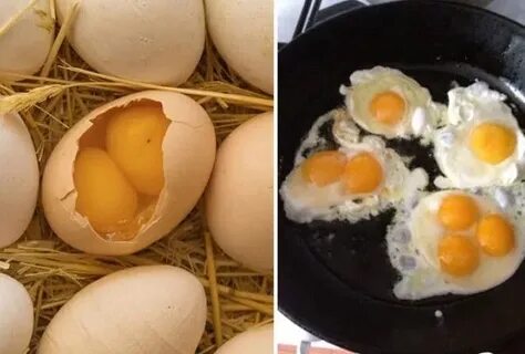 Что делать с домашними яйцами