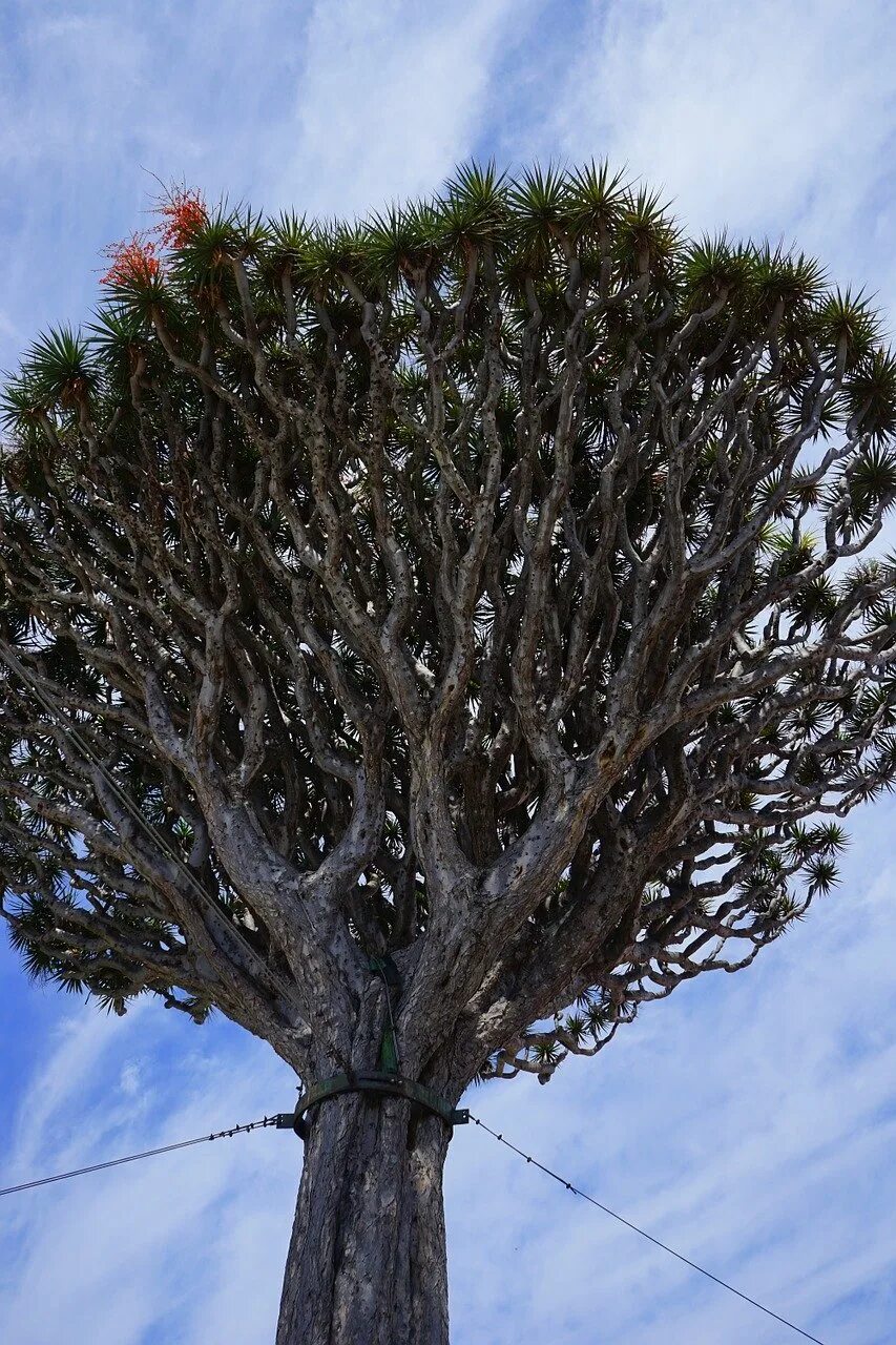 Драконов дерево фото. Драконовое дерево на Тенерифе. Сокотра Драконово дерево. Драцена киноварно.