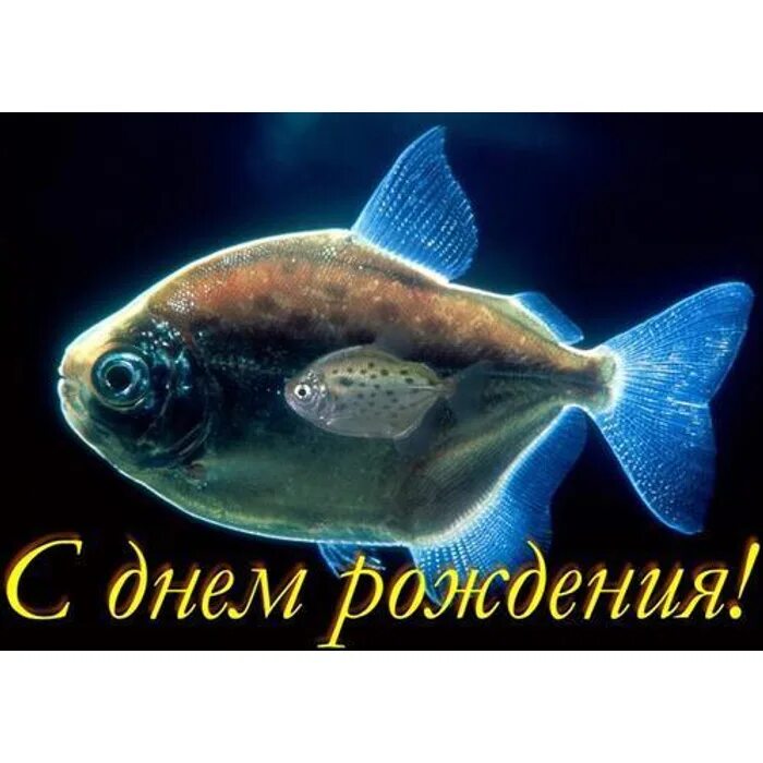 С днем рождения рыбка. С днем рождения аквариумиста открытка. Поздравление рыб с днем рождения. С днём рождения аквариумист.