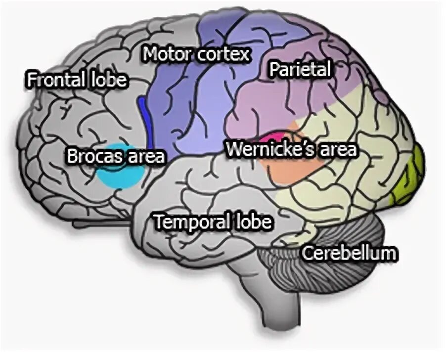 Мозг терапи отзывы покупателей и врачей. Айсберг Brain Maps. Нервная система мозг процессор. Утечка мозгов карта.