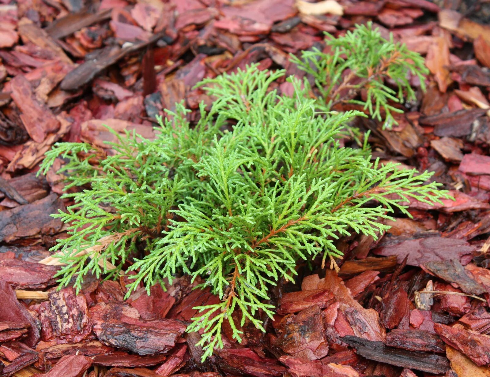 микробиота растение описание. микробиота растение описание. микробиота декуссата. микробиота можжевельник. микробиота растение описание.