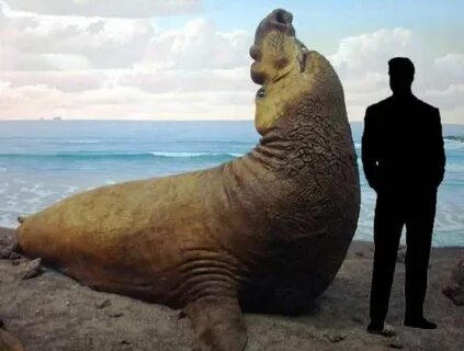 Большая моржа