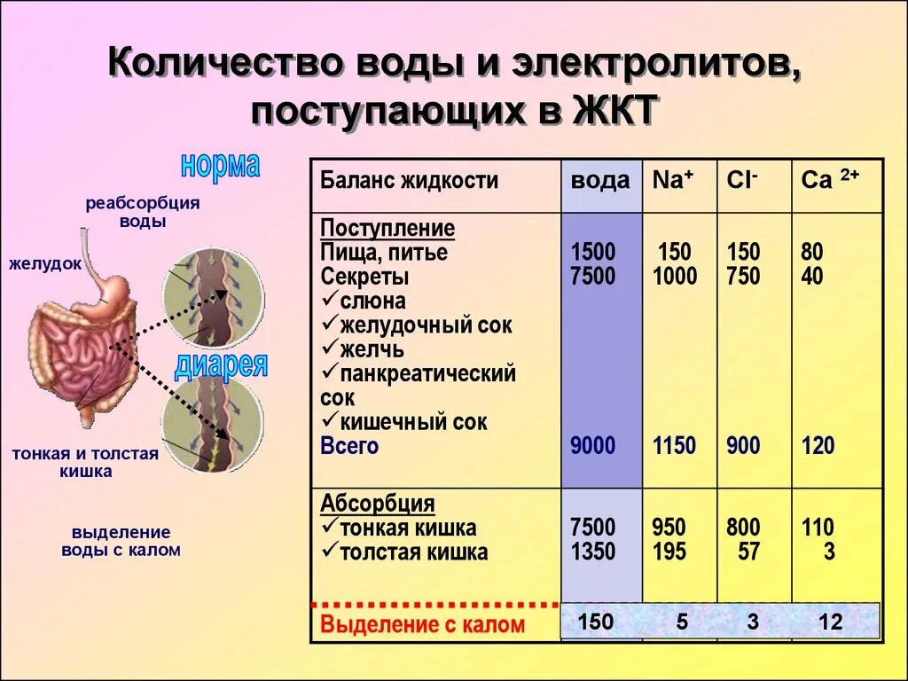 Всасывание воды в желудке. Сколько всасывается вода в желудке. Объем желудочно кишечного тракта. Вода из желудка уходит