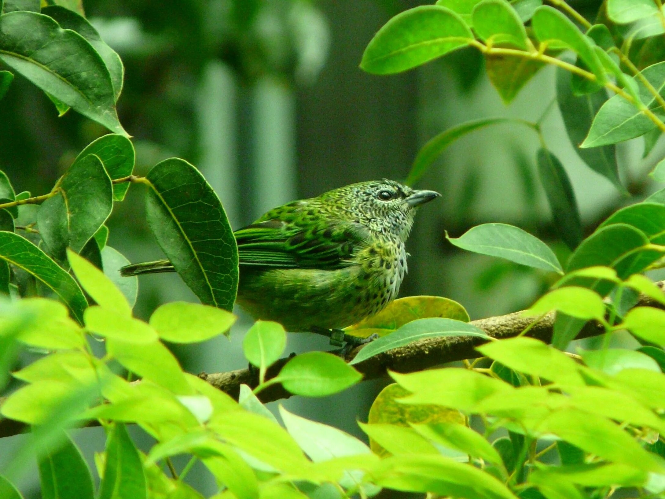 Фото зеленых птиц. Грин Грин Грин канарейка птица. Зеленый Кардинал. Малый зелёный рогоклюв. Зелёный ширококлюв.