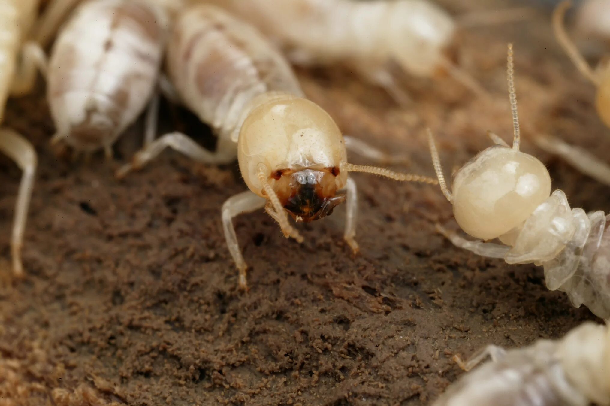 Mastotermes darwiniensis. Термиты и муравьи. Дальневосточный Термит. Репродуктивная особь Термит. Рабочие особи