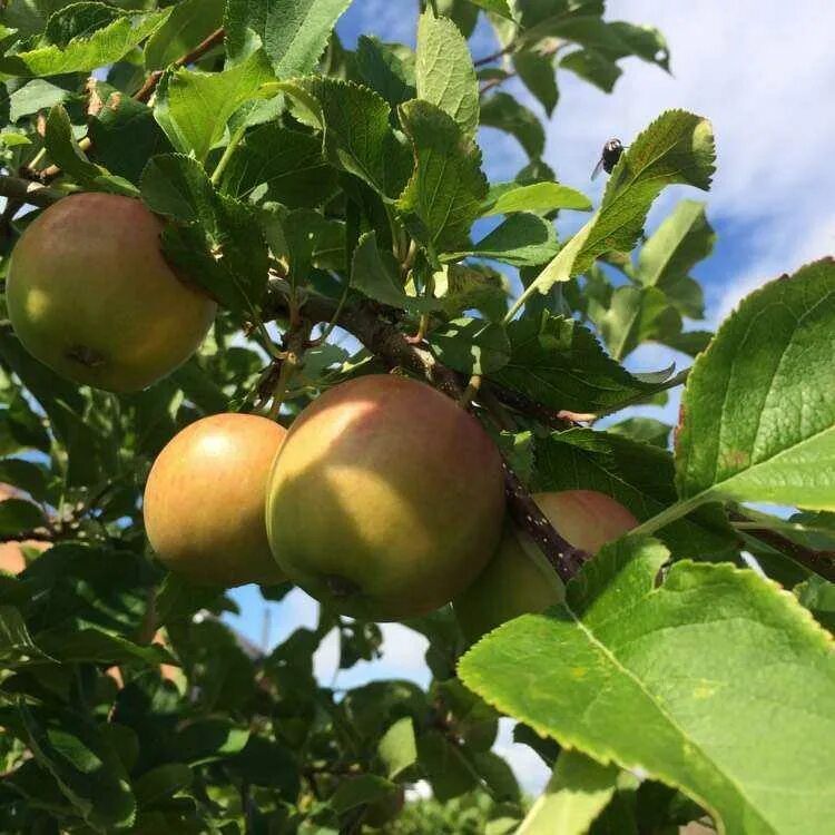 Вид яблони домашней. Malus domestica Borkh. Malus domestica яблоко. Яблоня Malus Hyslop. Яблоня домашняя (Malus domestica).