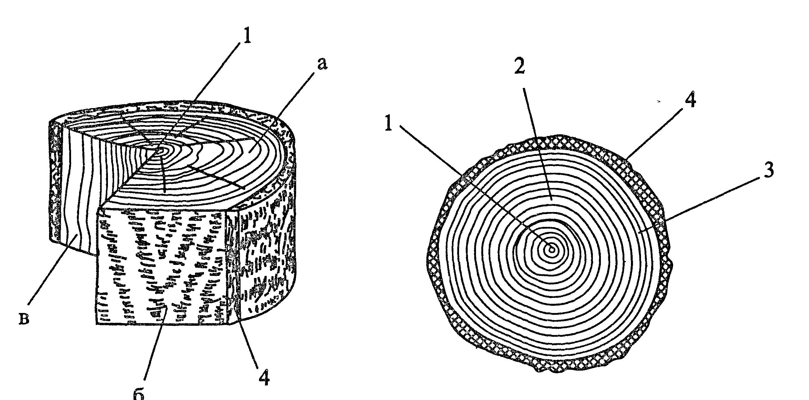 Поперечный и продольный срез. Поперечный срез ствола дерева. Макроструктура древесины поперечный срез. Поперечный разрез ствола сосны. Поперечный срез ствола дерева строение.
