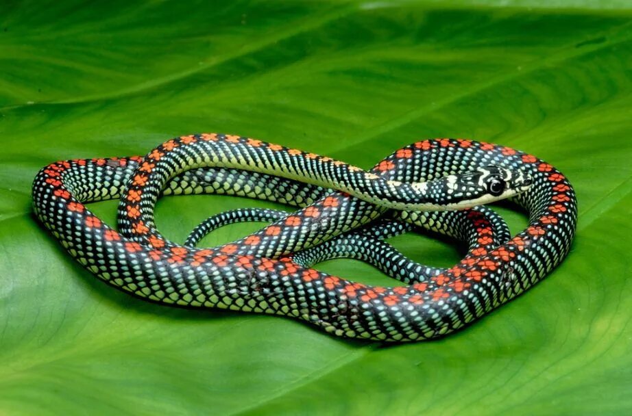 Украшенная змея. Chrysopelea Paradisi змея. Chrysopelea taprobanica. Райская летучая змея. Chrysopelea Ornata.