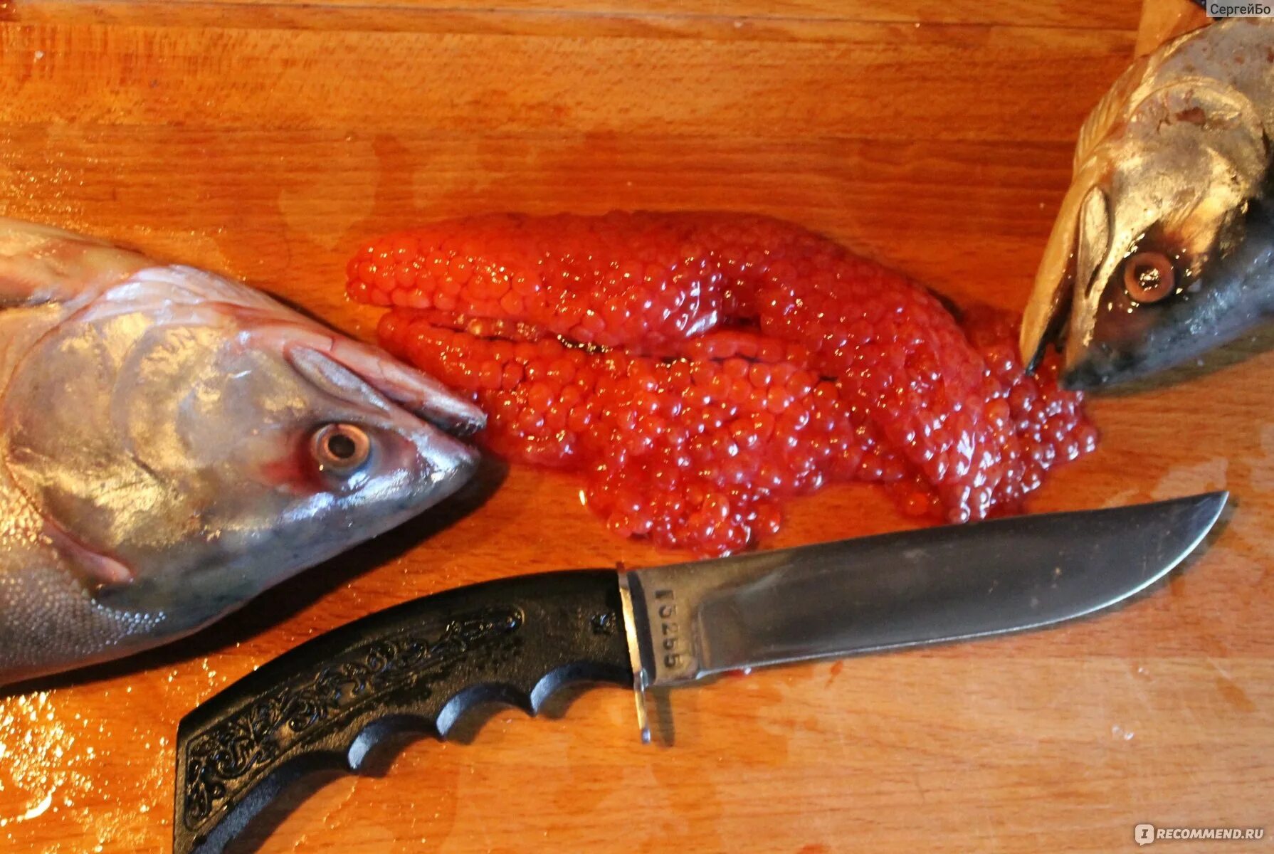 Горбуша не поторошенная с икрой. Горбуша самка. Горбуша блочной заморозки с икрой. Горбуша самец. Как выбрать горбушу чтобы была с икрой.