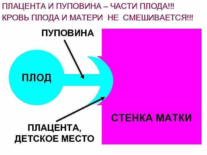 Почему кровь не смешивается. Кровь плода и матери не смешивается. Смешивание крови плода и матери. Смешивается ли кровь матери и плода. Почему кровь матери и плода не смешивается.