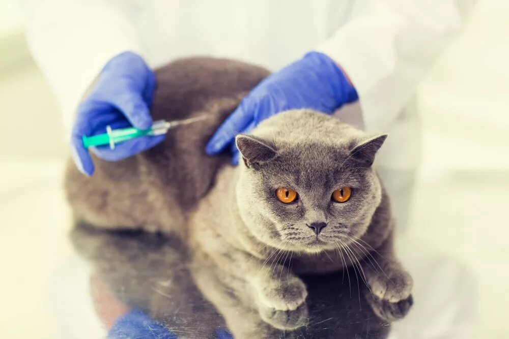 Вакцинация кошек. Прививка коту. Прививка для кошек. Кошка в ветеринарной клинике. Сколько стоят прививки для кошек