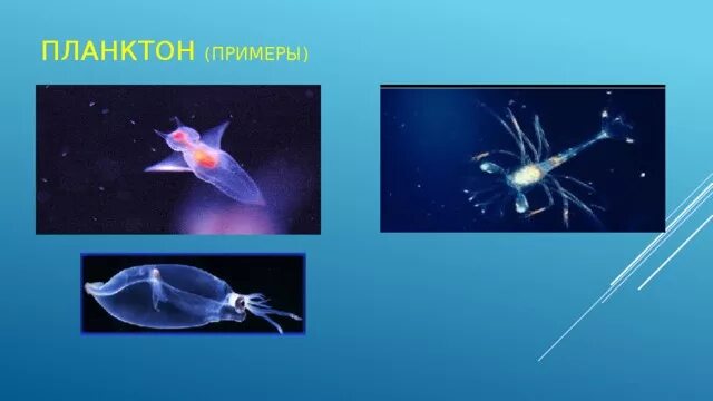 Планктон Нектон бентос. Представители планктона примеры. Планктон представители с названиями. Планктонные организмы примеры. Планктон это организмы