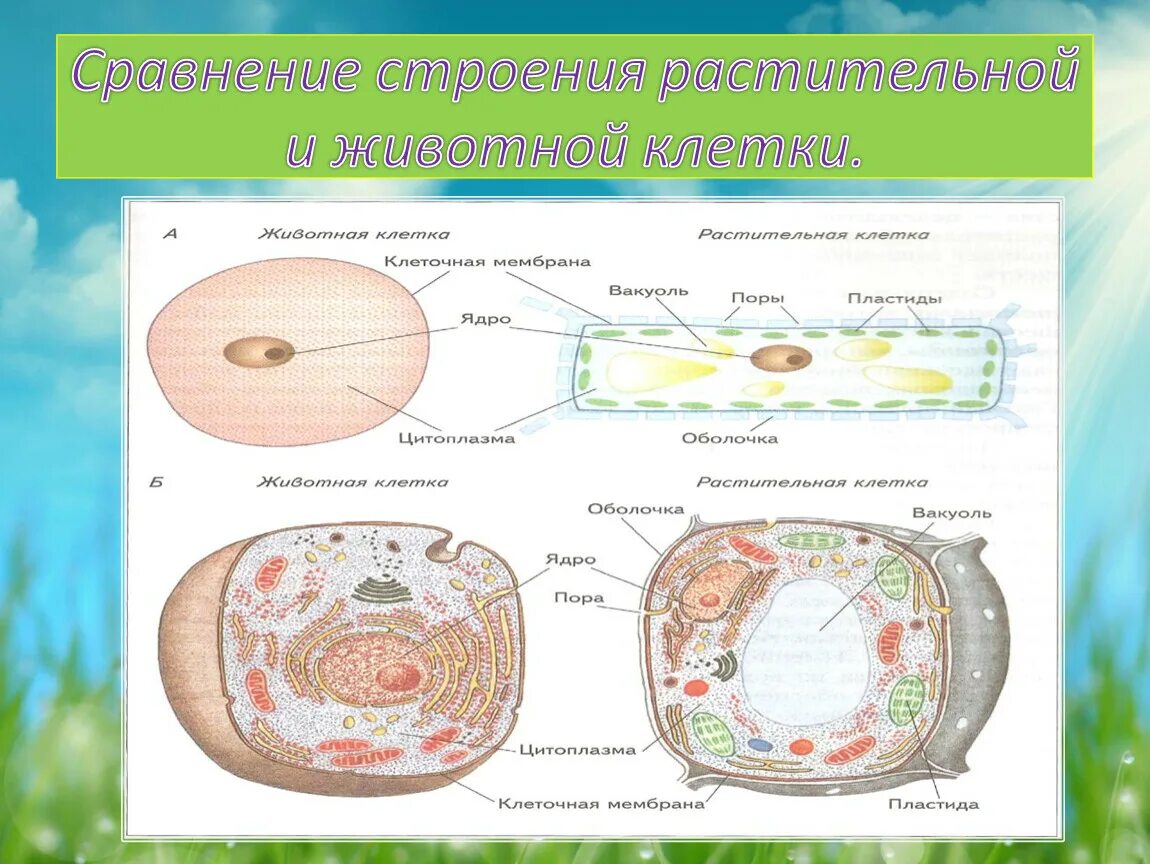 Сходство живых клеток. Строение растительной и животной клетки 5 класс биология. Сравнение строения клетки растений и клетки животных. Различия растительной и животной клетки 5 класс биология. Структура животной и растительной клетки.