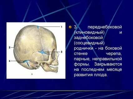 Что такое родничок