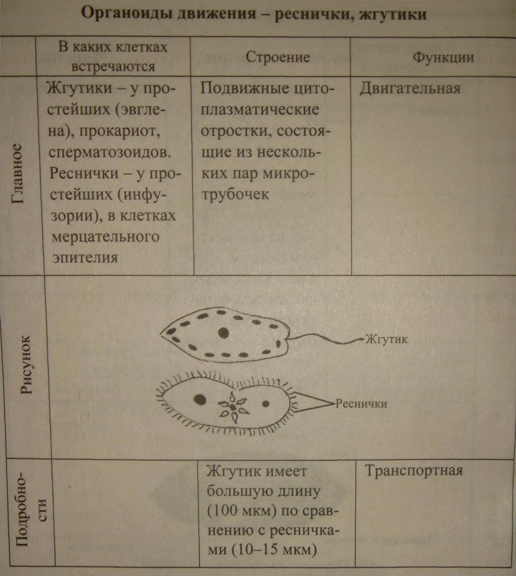 Органеллы передвижения. Строение клетки таблица органоиды движения. Органоиды движения структура. Органиоды движение строение и функции.