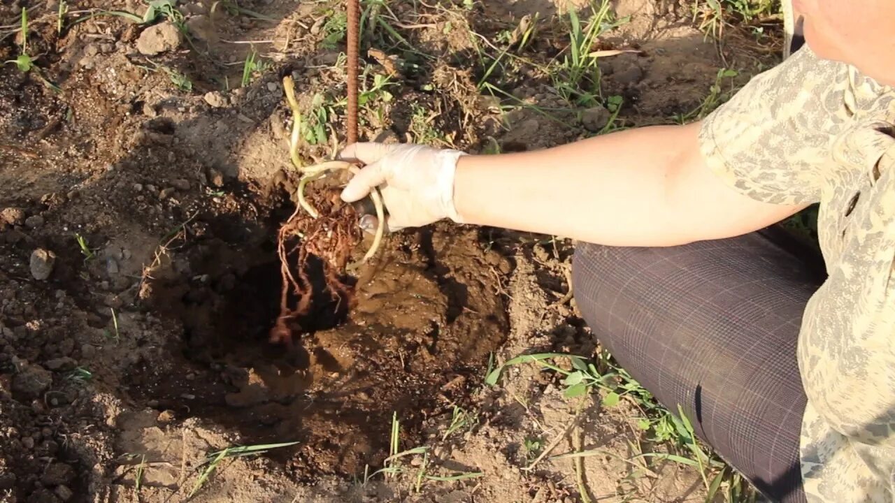 Садим георгины. Георгины посадка в открытый грунт. Посадка георгины весной в открытый грунт. Сажать клубни георгинов в открытый грунт.