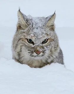 Снежная рысь