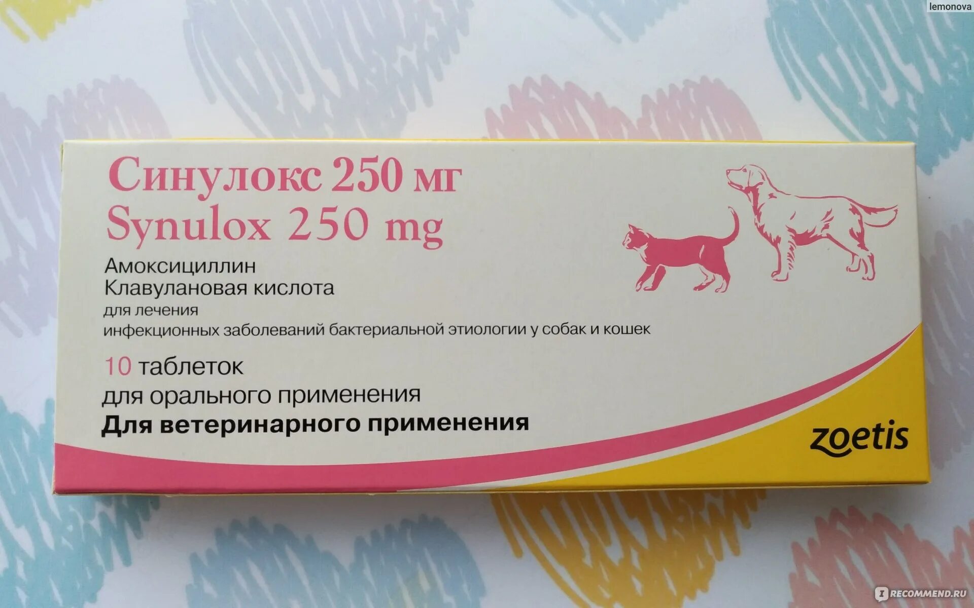 Что дать собаке от кашля. Собачий антибиотик синулокс. Препарат ветеринарный синулокс 250 мг. Синулокс 125 мг. Синулокс 250 мг для собак.