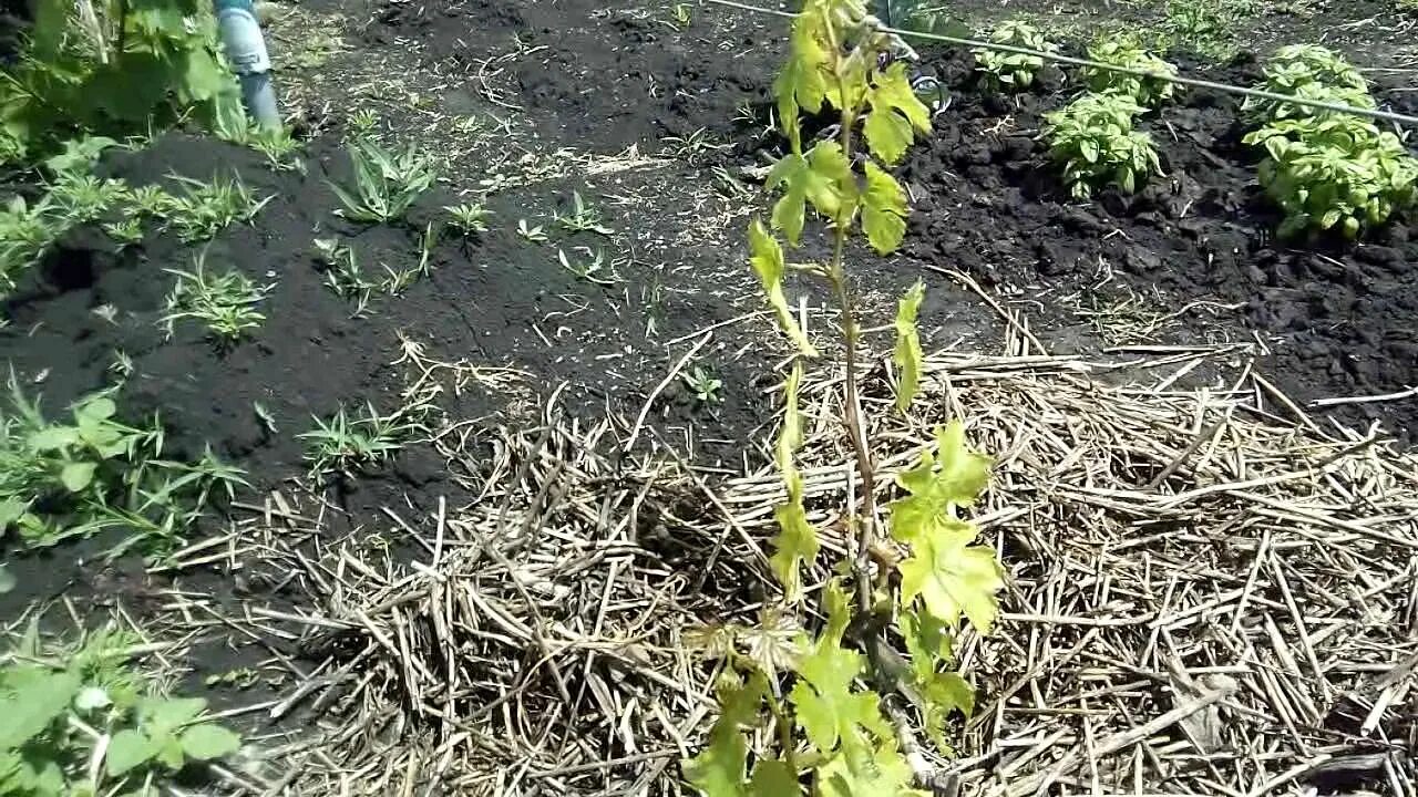 Виноград растет. Виноградная лоза растение. Мульчируем виноград. Посадка виноградника. Виноградники лоза.