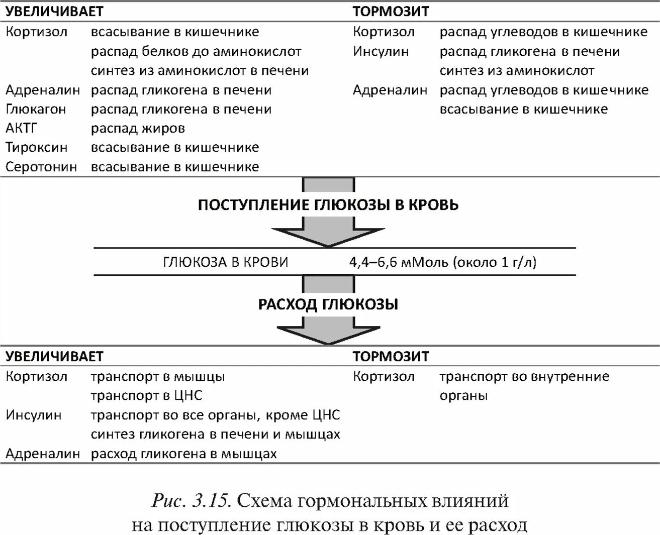 Стимулирует синтез гликогена в печени. Кортизол Синтез гликогена. Синтез гликогена в печени и мышцах. Синтез и распад гликогена в печени и мышцах. Влияние кортизол на Синтез гликогена.